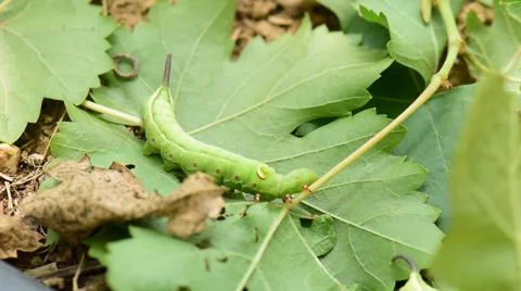 Green worm. Stock Footage 53270612