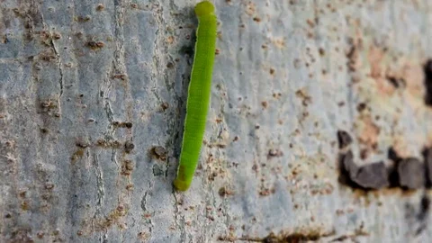Green worm Stock Footage 109467882