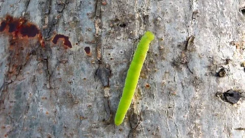 Green worm Stock Footage 109467946