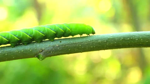 Green worm 스톡 동영상 290834552