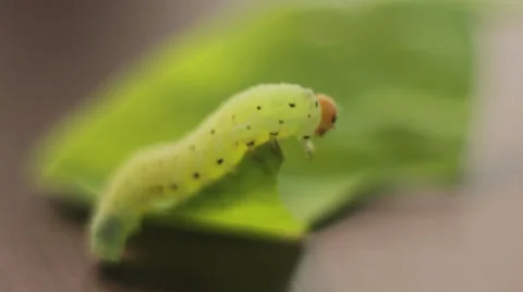 Green worm on leaf. Macro video. Video stock 36717857