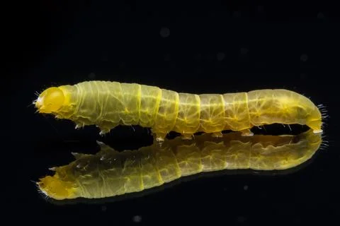 Green worm macro black background Stock Photos