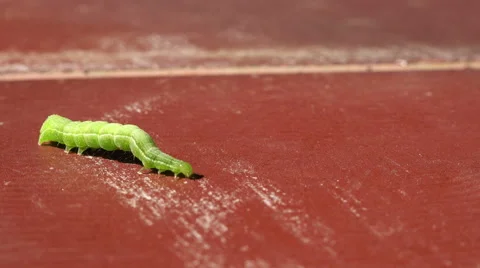 Green worm moving 4K Stock Footage 42016695