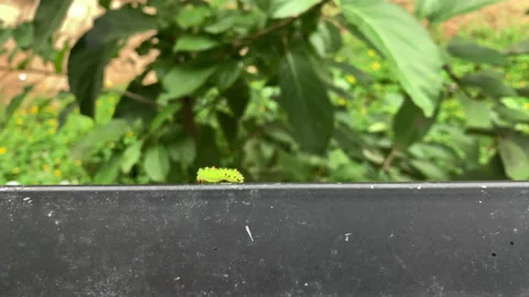 Green worm or caterpillars crawling with nature background Video stock 139305031