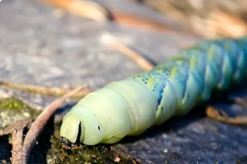 Green worm Stock Photos