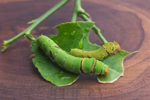 Green worm Stock Photos