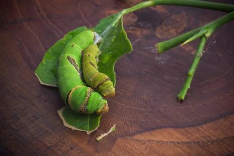 Green worm Stock Photos