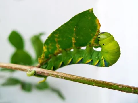 Green worm Stock Photos