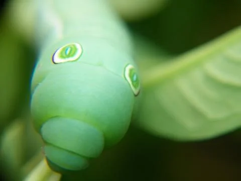 The green worm Stock Photos