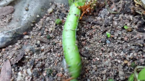 The green worm shakes the ant off Stock Footage 260296718