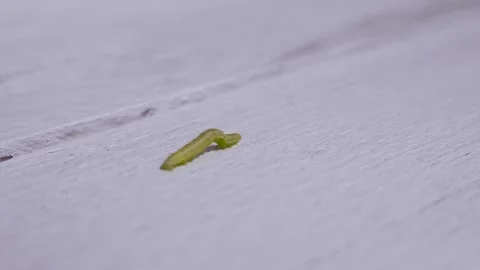 Green worm slowly crawling. Slow motion. Slow concept Stock-Footage 154295515