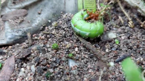The green worm struggled hard. Stock Footage 260301374