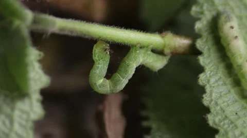 Green worm succulent plant Stock Footage 309669641