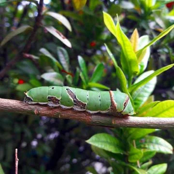 A green worm on tree Stock Photos