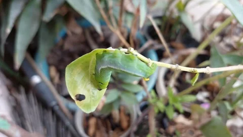Green worm under the branch Stock Footage 267213567