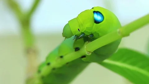 Green Worm  walking on Tree Stock Footage 118844799