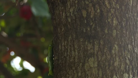A green worm walks up to a tree. Stock-Footage 122266986