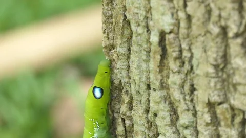 A green worm walks up to a tree. Stock-Footage 122267125