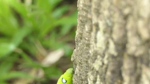A green worm walks up to a tree. Stock-Footage 122267519