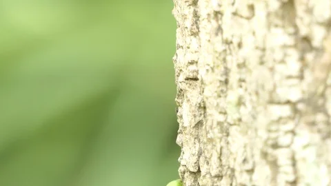 A green worm walks up to a tree. Stock Footage 122268137