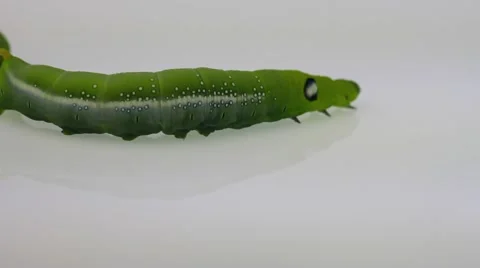 Green worm on white background 스톡 동영상 55409002