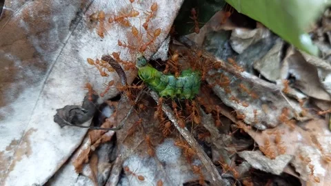 Green worms are moved by red ants Stock Footage 267922105
