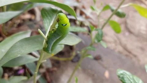 Green worms bite and eat branches Stock-Footage 267184919