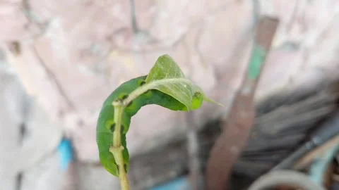 Green worms bite and eat leaves Stock Footage 267223145