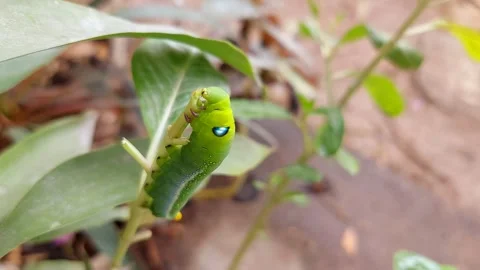Green worms cling, bite and eat branches Stock-Footage 267190016