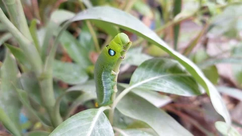 Green worms eat trees Stock Footage 267160802