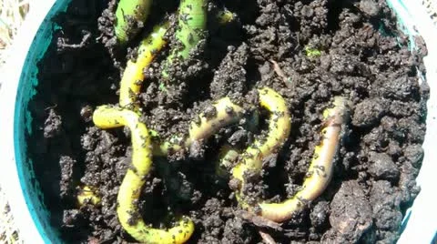 Green Worms in Sun 스톡 동영상 12586202
