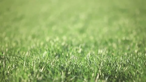 Green wreath field on the wind Stock Footage 73986973