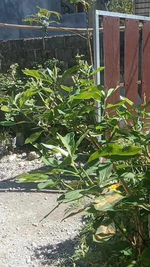 Green yard 2 Video stock 281391082