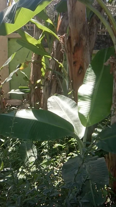 Green yard 3 Video stock 281390921