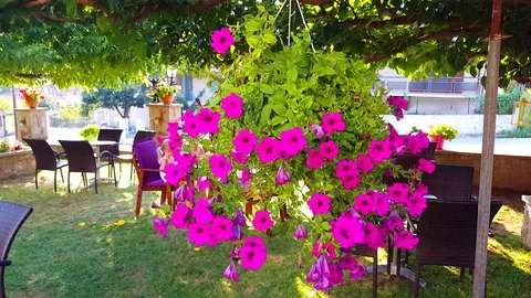 Green yard cafe Stock Footage 80127555