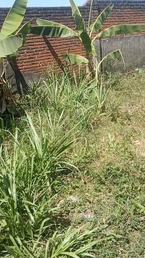 Green yard Video stock 281390752