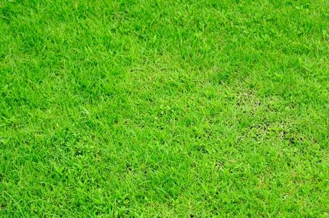 Green yard for web background. Stock Photos