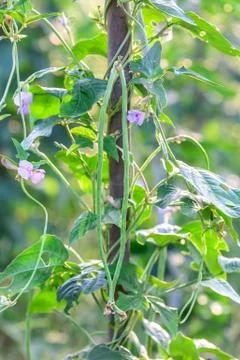 Green yardlong bean on trellis. Stock Photos