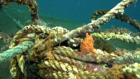 Green-yellow and Red Warty frogfish (Clown anglerfish), Antennarius maculatusin Video stock 89942651
