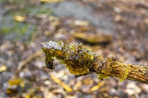 Green yellow angular slime in Germany. Foto stock