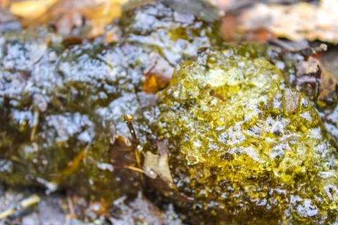 Green yellow angular slime in Germany. 스톡 사진