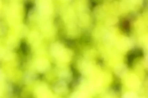 Green-yellow blured background 스톡 사진