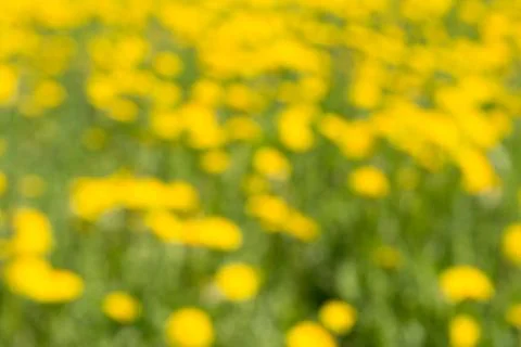 The green yellow blurred background based on flowering plants Stock Photos