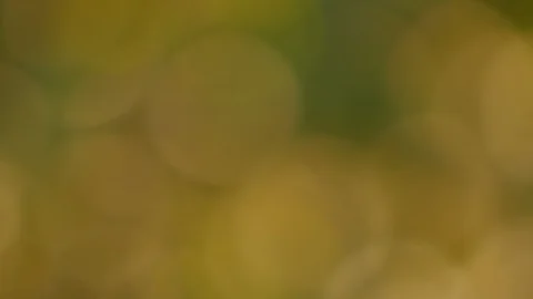 Green Yellow Bokeh Pan Stock Footage 101667678