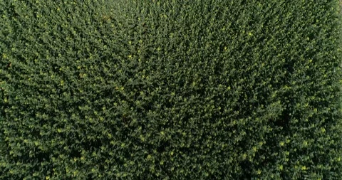 Green yellow field flyover Video stock 106885401