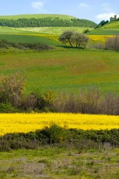 Green yellow fields Stock Photos