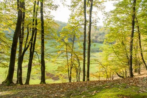 Green yellow forest Stock Photos