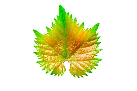 Green-yellow grape leaf Stock Photos