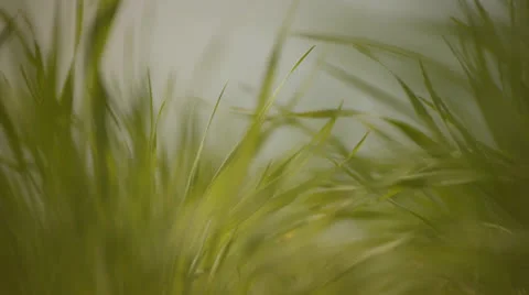 Green yellow grass 1 Stockbeeldmateriaal 25532140