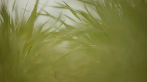 Green yellow grass 2 Stock Footage 25532217